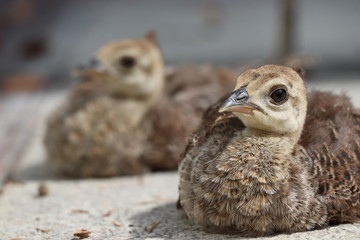 Pavão bebé
