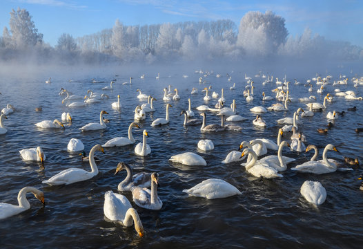 Beautiful Swans On The Non-freezing Lake. Siberia, Altai, Sovetsky District. Winter Swans