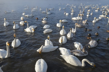 Beautiful swans on the non-freezing lake. Siberia, Altai, Sovetsky district. Winter swans © Elena Fedorowa