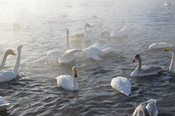 Beautiful swans on the non-freezing lake. Siberia, Altai, Sovetsky district. Winter swans © Elena Fedorowa