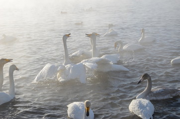 Beautiful swans on the non-freezing lake. Siberia, Altai, Sovetsky district. Winter swans © Elena Fedorowa