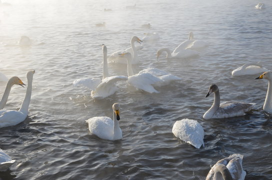 Beautiful swans on the non-freezing lake. Siberia, Altai, Sovetsky district. Winter swans