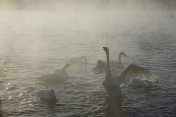 Beautiful swans on the non-freezing lake. Siberia, Altai, Sovetsky district. Winter swans © Elena Fedorowa