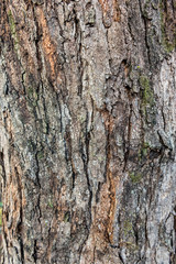 Fototapeta premium Wooden texture. Old texture of tree bark. Surface of wood. Cracks and scratches along fibers.