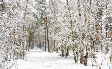 snowy forest. trees in the snow. Great winter weather.