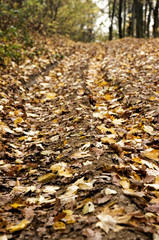 Obraz premium Autumn leaves on dirt road in Romanian woodland