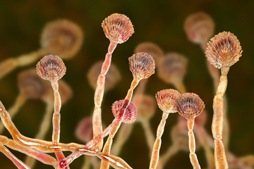Fungus Aspergillus flavus, 3D illustration. It is the major producer of aflatoxin in crops, a potent carcinogen