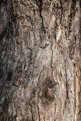 Fototapeta premium Wooden texture. Old texture of tree bark. Surface of wood. Cracks and scratches along fibers.