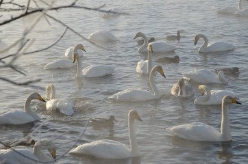 Beautiful swans on the non-freezing lake. Siberia, Altai, Sovetsky district. Winter swans © Elena Fedorowa