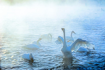 Beautiful swans on the non-freezing lake. Siberia, Altai, Sovetsky district. Winter swans © Elena Fedorowa