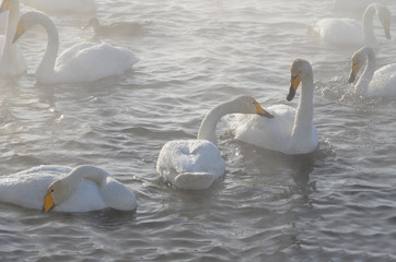 Beautiful swans on the non-freezing lake. Siberia, Altai, Sovetsky district. Winter swans © Elena Fedorowa