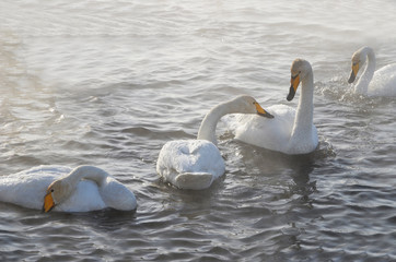 Beautiful swans on the non-freezing lake. Siberia, Altai, Sovetsky district. Winter swans © Elena Fedorowa