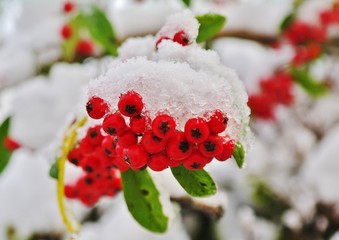 red berries in snow
