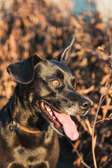 Black mutt dog with a blur brown leafs background in the sunset light