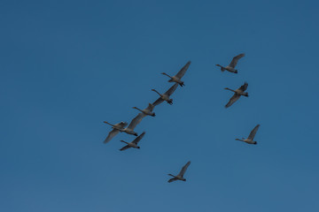 Flying white whooping swans swimming in the nonfreezing winter lake. The place of wintering of swans, Altay, Siberia, Russia.