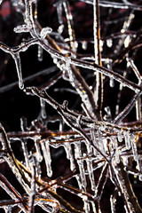 Icicles on the branches of the wild grapes, backlight
