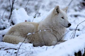 Polarwolf