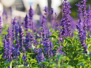 Field of blooming sage in bright sunlight near the house. Salvia officinalis or sage, perennial plant,  blue and purplish flowers. Lamiaceae - obrazy, fototapety, plakaty