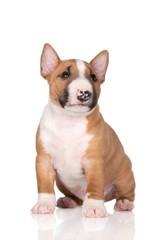 miniature bull terrier puppy on white background