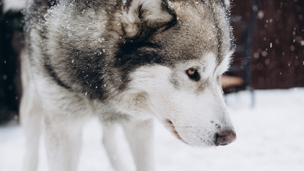 dog eating bone. alaskan malamute
