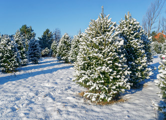 Fototapeta premium Snow covered trees at a Christmas tree farm.