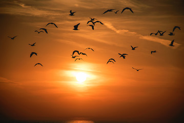 flock of seagulls silhouetted on glowing orange sunset sky over Lake Michigan water
