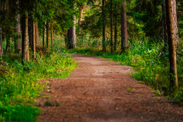 Fototapeta na wymiar Tourist Hike trail in the Magical Moody Woods - Partly Blurred Photo