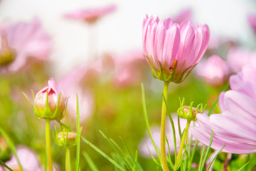 Cosmos flower in the garden