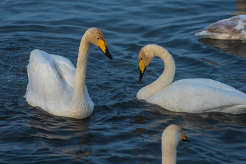 Beautiful white whooping swans swimming in the nonfreezing winter lake. The place of wintering of swans, Altay, Siberia, Russia.