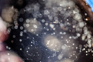 Spider web, spider, abstract, light, christmas, blue, bokeh, winter, bright, snow, holiday, water, shiny, glitter, design, xmas, blur, decoration, color, defocused, star, space, lights, white, stars, 