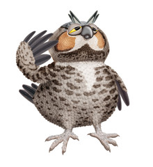 oiseau, animal, chouette, nature, bec, faucon, faune, salut militaire,  attitude, empennage, prédateur, sauvage, isolé, 