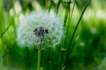 dandelion on green background of grass