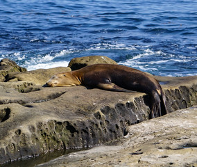 Naklejka premium Sea Lion sleeping on the rocks