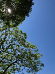 tree in the sky