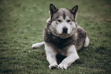 alaskan malamute. portrait of dog. 