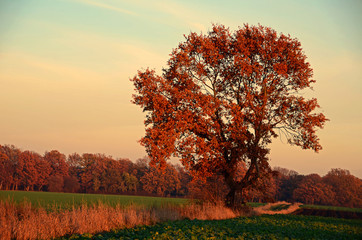 Obraz na płótnie Canvas Eichenbaum im Herbst