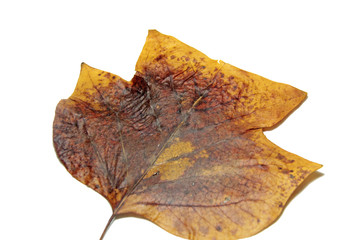Fototapeta premium feuille de tulipier