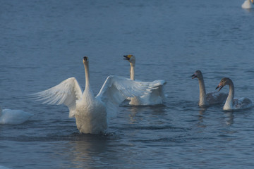 Beautiful white whooping swans swimming in the nonfreezing winter lake. The place of wintering of swans, Altay, Siberia, Russia. © olinchuk