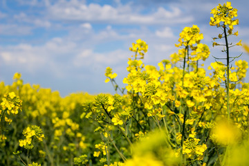 Obraz premium Yellow flowers field