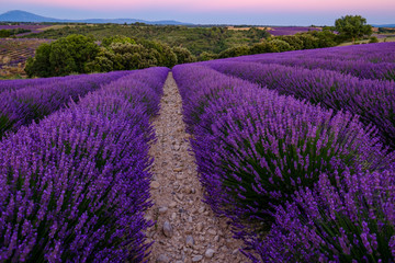 Champ de lavande en Provence. France. Coucher de soleil.