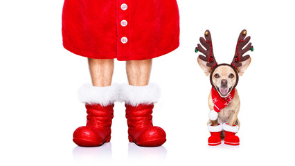 christmas santa claus dog