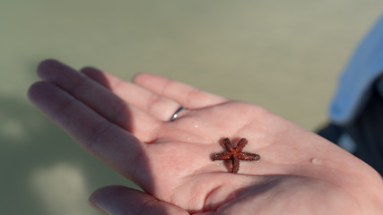 Small starfish in the palm of a hand