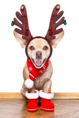 christmas santa claus reindeer dog