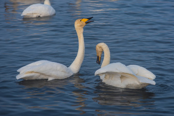 Beautiful white whooping swans swimming in the nonfreezing winter lake. The place of wintering of swans, Altay, Siberia, Russia. © olinchuk