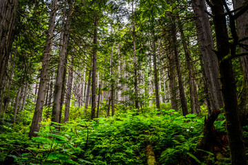 Giant Cedars Boardwalk Trail - Mount Revelstoke National Park