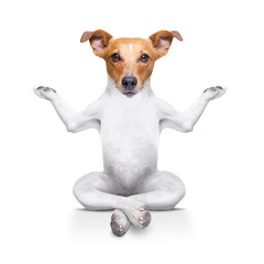 Yoga-Hund