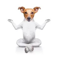 Peel and stick wall murals Crazy dog yoga dog