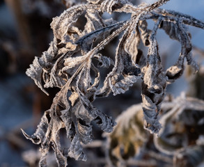 Dried leaves covered with frost