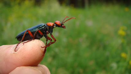 Beetle Red beetle on the finger on forest background Beautiful insect on the hand Beetle as pet Veterinarian exotic Veterinarian wildlife Summer in the woods, forest. insects, insect, bugs,bug, animal