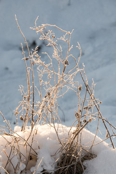 Dry grass in the snow against the backlight